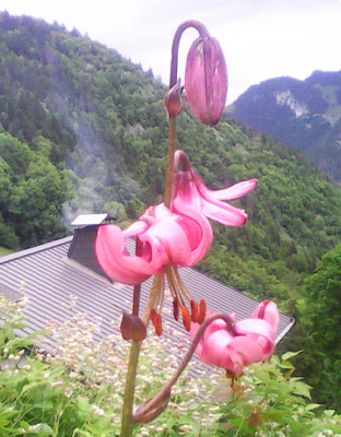 refuge-mevonne-lys-bienvenue