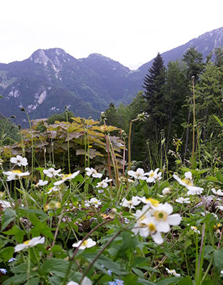 refuge-mevonne-montanges-ete